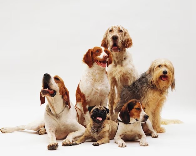 7 Shortest-Living Dog Breeds - Fermentools