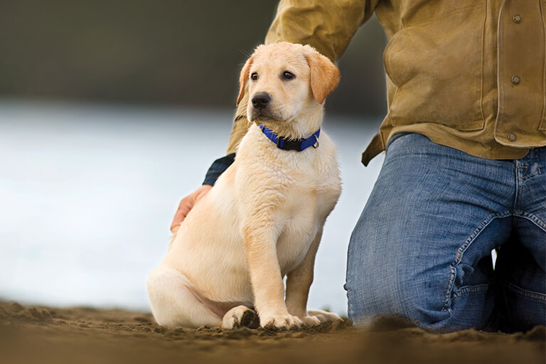 The Benefits Of Petting Labradors - Fermentools